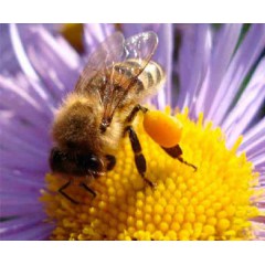 О цветочной пыльце