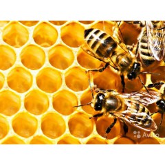 Польза трутневого гомогената (молочка)